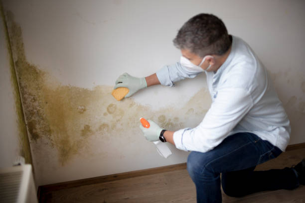  Seagoville, TX Mold Removal Pros