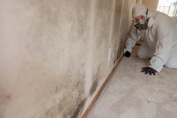 Best Black Mold Removal  in Seagoville, TX